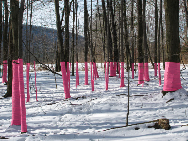 Installation by Stacy Levy