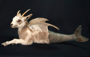 Sarina Brewer, Custom Creature Taxidermy Art