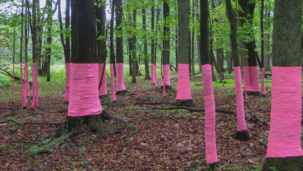 Installation by Stacy Levy